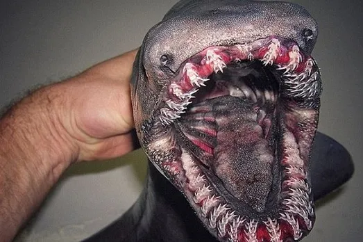 Scientists discover 'Dinosaur-era' frilled shark with 300 teeth off the coast of Portugal