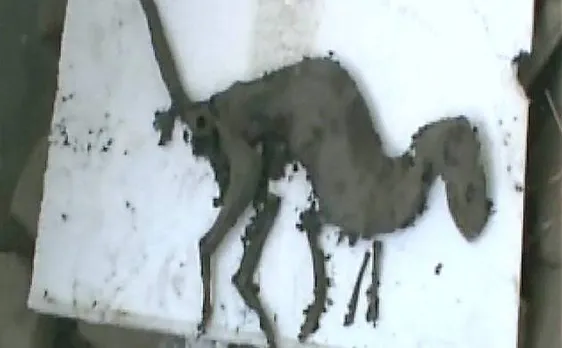 Uttarakhand: Remains of dinosaur-like creature found in Jaspur