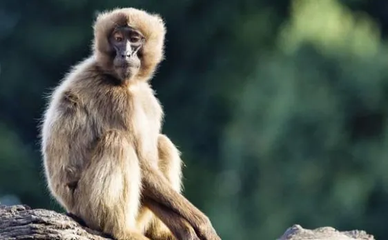 500 tiny finger and toe bones belonging to 45-million-year-old primate fossils found in China