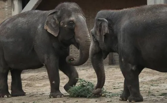 Assam: Five elephants mowed down by train in Sonitpur