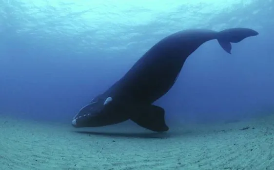 Right Whales may go extinct; only 450 left, 17 killed in 2017