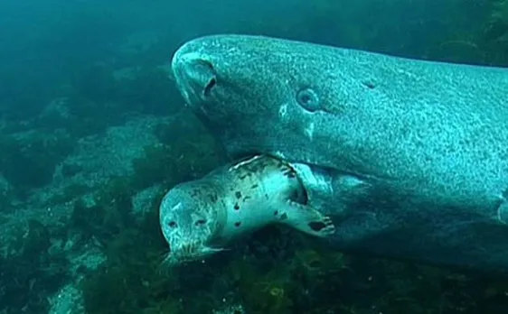 512-year-old Greenland shark measuring 18 feet in length discovered; is it world's oldest living vertebrate?