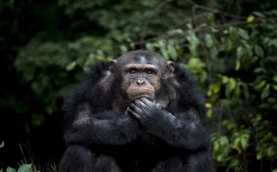 Delhi Zooâ€™s oldest chimpanzee Rita to have a special birthday celebration