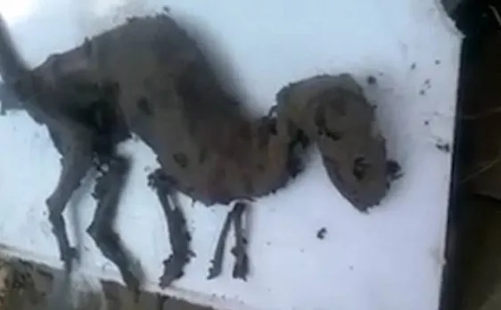OMG! DINOSAUR? Bizarre creature with flesh on bones found in Uttarakhand, resembles a tiny dinosaur