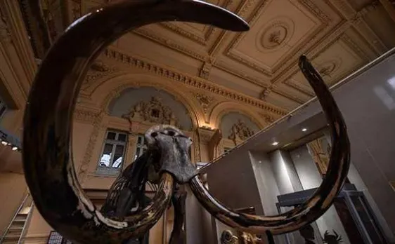 10,000-year-old woolly mammoth skeleton sold for over half million euros at French auction