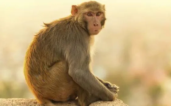 Man arrested after video of killing of a monkey goes viral