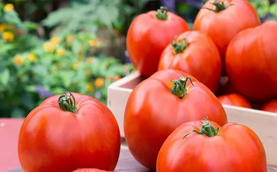 Restore lung damage by adding tomatoes and apples to your diet, says study