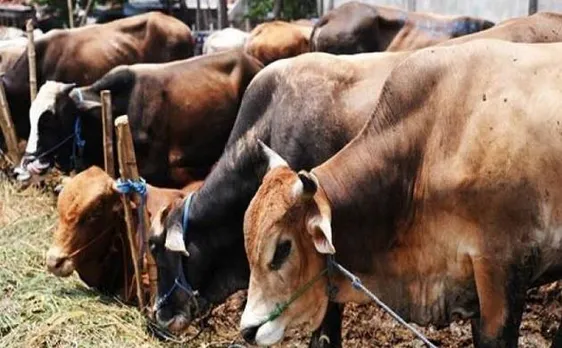 Cow vigilantism: Don't ferry cattle at night to avoid misunderstanding, advises Jamiat Ulama-i-Hind