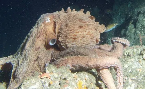 Giant Pacific Octopus discovered by scientists off the coast of Alaska