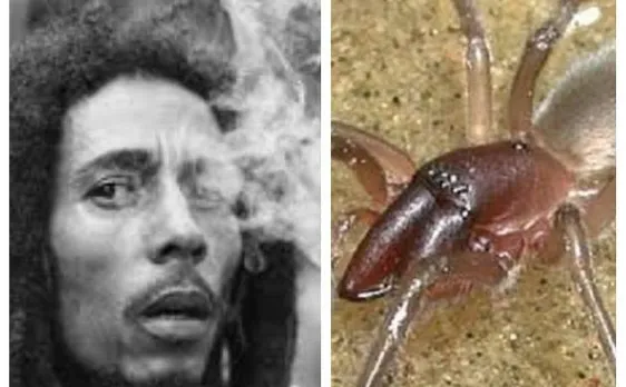 Spider 'Desis bobmarleyi' named on Bob Marleyâ€™s song 'High Tide or Low Tide'