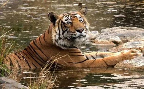 Tiger census expected to be taken up in Telangana in January 2018