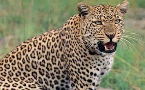 Leopard mauls 3 kids to death in MP, eats one of them