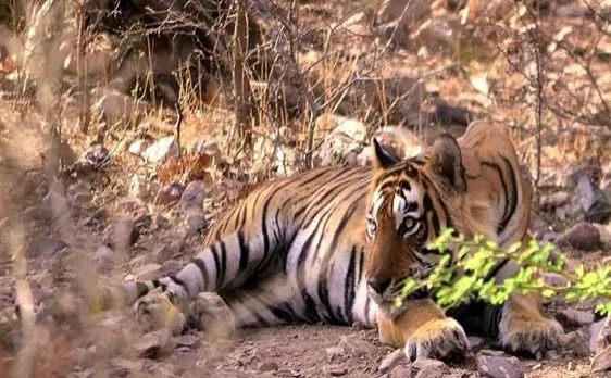 Ranthambore Festival of royal suppers and wildlife trails, all you need to know
