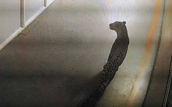 Watch| Leopard enters girls school in Lucknow 