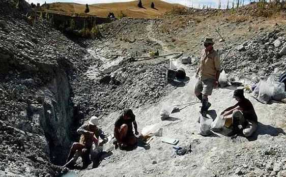 Scientists discover fossilised remains of million-year-old burrowing bat in New Zealand