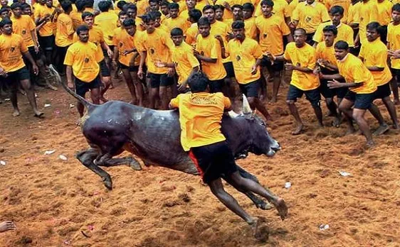 Jallikattu kills 19 year old youth audience in Tamil Nadu