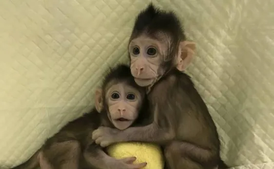Scientists clone monkeys by process that made Dolly the sheep