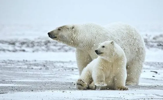 Polar bears are fighting for existence; Shrinking ice in Arctic ocean may cause annihilation of white giants