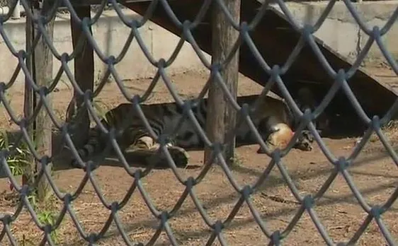 Nagpur tiger to walk on all four legs after getting prosthetic leg