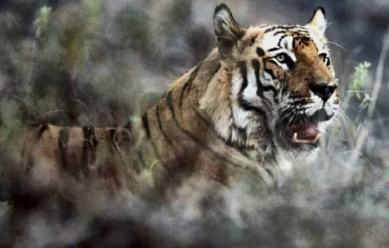 Forest department confirms presence of adult tiger in Lalgarh