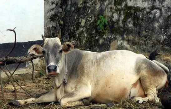 Haryana govt to enact law to punish those abandoning their cows: CM Khattar
