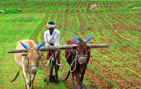 Maharashtra government approves release of Rs 313 cr for hailstorm-hit farmers