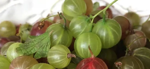 Amla benefits: Why this ayurvedic superfood is a boon for health, beauty