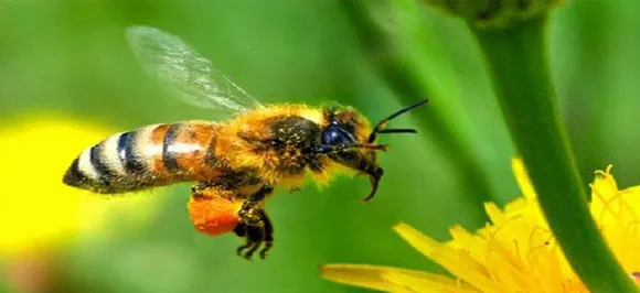  Indiaâ€™s first insect museum opens in Tamil Nadu