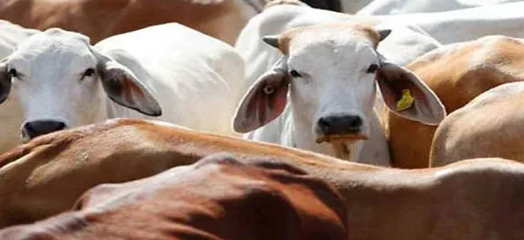 Madhya Pradesh: Villagers tonsure three youths for stealing, killing cow