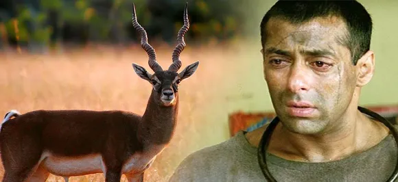 Blackbuck turns 'Tiger' into jailbird