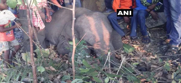 Four elephants hit by goods train in Odisha, die in spot 