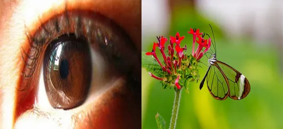 Glasswing butterflyâ€™s transparent wings inspire eye implants, can save glaucoma patients vision some day