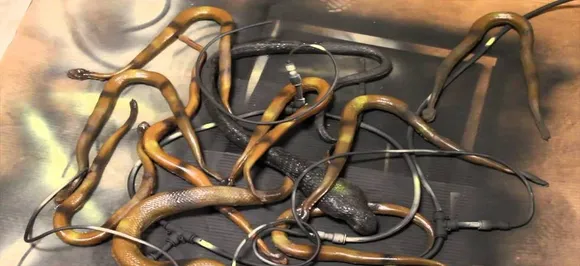 Actress dies after bitten by snake used as prop during jatra