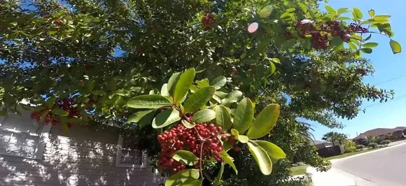 Bust the bug with Brazilian pepper; here's all you need to know about the ancient medicinal tree