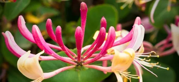 Strengthen the eternal bonds of love with sweet Honeysuckle