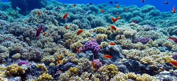The reefs and underwater world- a fascination