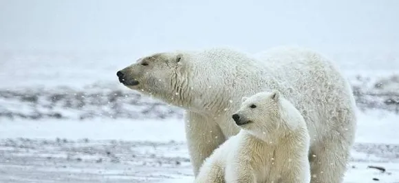 Bear necessities: Cooler home for S Korea's last polar bear