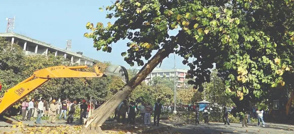 NGT stays felling of trees in Delhi till July 19; issues notice to Centre, CPCB