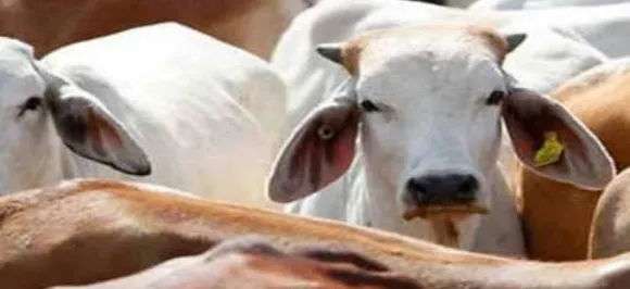 Three killed, three injured by suspected cow smugglers in Meghalayaâ€™s Jaintia Hills district