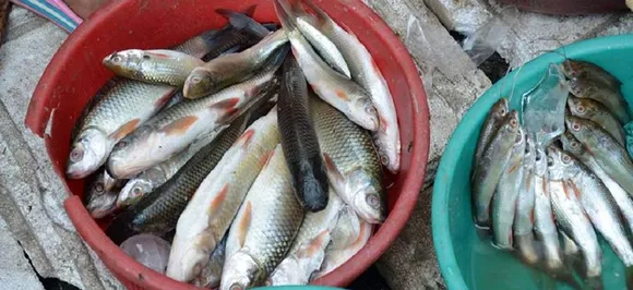 No formalin found in imported fish in Aizawl markets