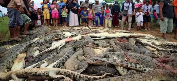 Indonesia: Angry villagers killed nearly 300 crocodiles in revenge attack