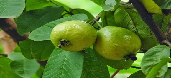 Why guava leaves are beneficial for health