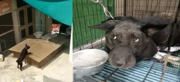 Burari Deaths Mystery: Bhatia family's pet dog Tommy dies of cardiac arrest