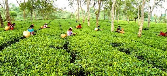 Assam gold tea sold at record Rs 39,001 per kg at Guwahati Tea Auction