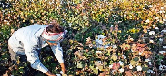 `Kingpin' of bogus cotton seeds racket arrested