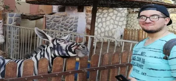 Zebra or donkey? Egypt Zoo accused of painting animals