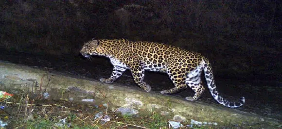 Gujarat: Leopard attacks motorcycle-borne couple, snatches infant