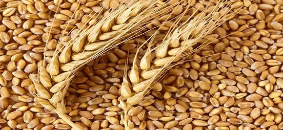 Wheat futures slip 0.55% on firm supply