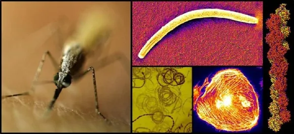 Indian-origin scientist offers hope for malaria prevention