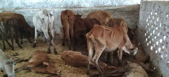 18 cows die of suffocation at shelter home in Chhattisgarh